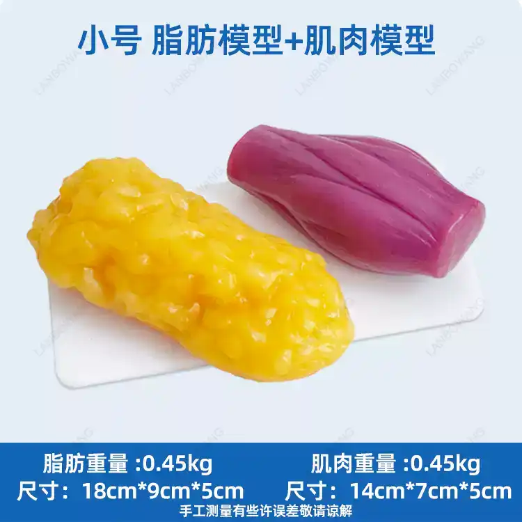 แบบจำลองกล้ามเนื้อและไขมันของม - Nutrition Of Fitness บทวิจารณ์และราคา