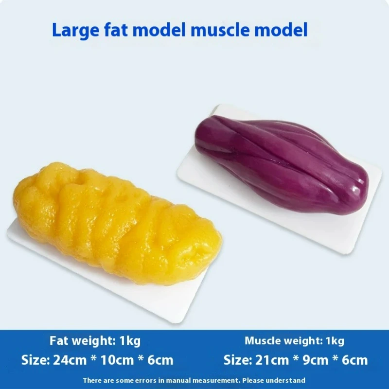 แบบจำลองกล้ามเนื้อและไขมันของม - Nutrition Of Fitness บทวิจารณ์และราคา