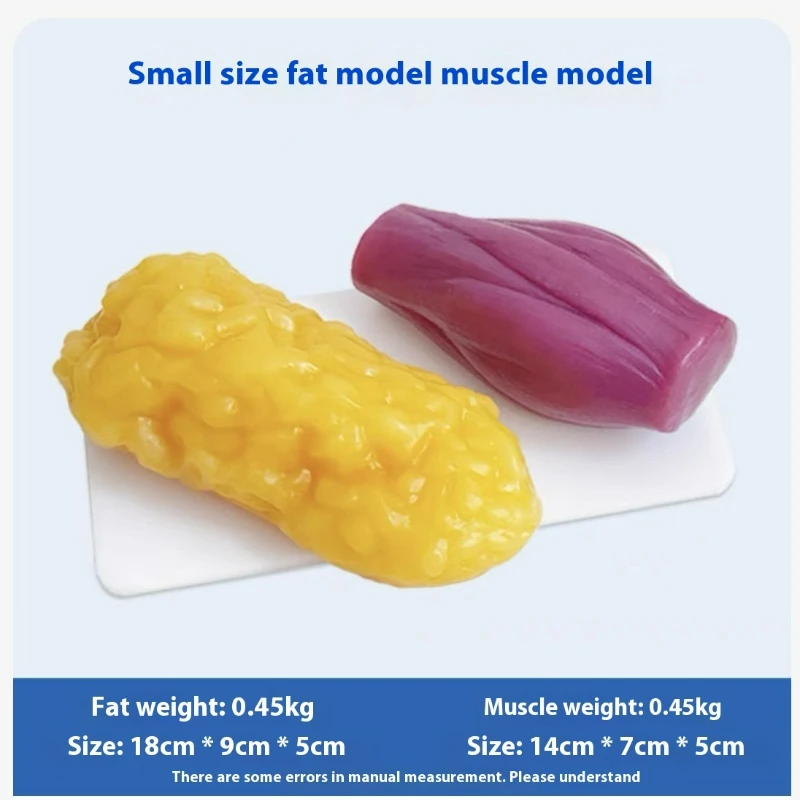 แบบจำลองกล้ามเนื้อและไขมันของม - Nutrition Of Fitness บทวิจารณ์และราคา